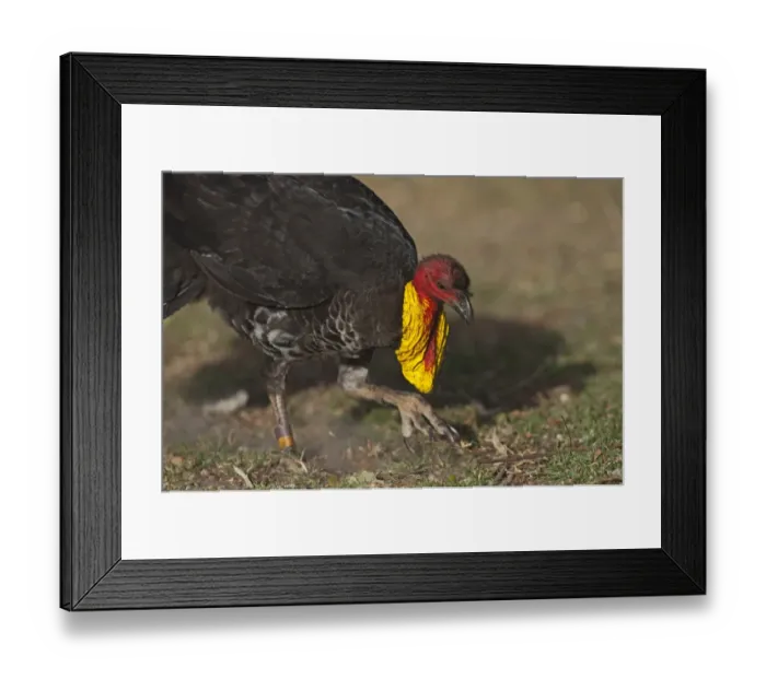 Framed Print : Australian Brush-turkey (Alectura lathami) adult, foraging, scratching ground with feet, Noosa, Queensland, Australia Framed Print : Australian Brush-turkey (Alectura lathami) adult, foraging, scratching ground with feet, Noosa, Queensland, Australia
