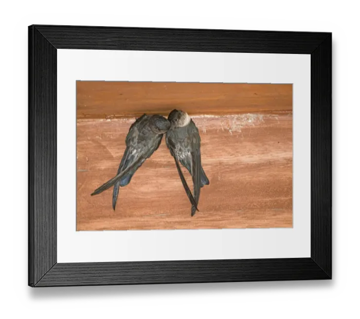 Framed Print : Glossy Swiftlet (Collocalia esculenta) adult pair, clinging to wall at nestsite, nesting inside dwelling, Cebu Island, Philippines