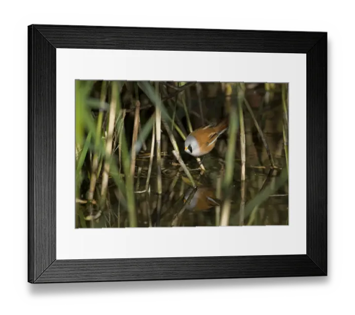 Framed Print : Bearded Tit (Panurus biarmicus) adult male, drinking, perched on reed stem in reedbed, Norfolk, England, october Framed Print : Bearded Tit (Panurus biarmicus) adult male, drinking, perched on reed stem in reedbed, Norfolk, England, october