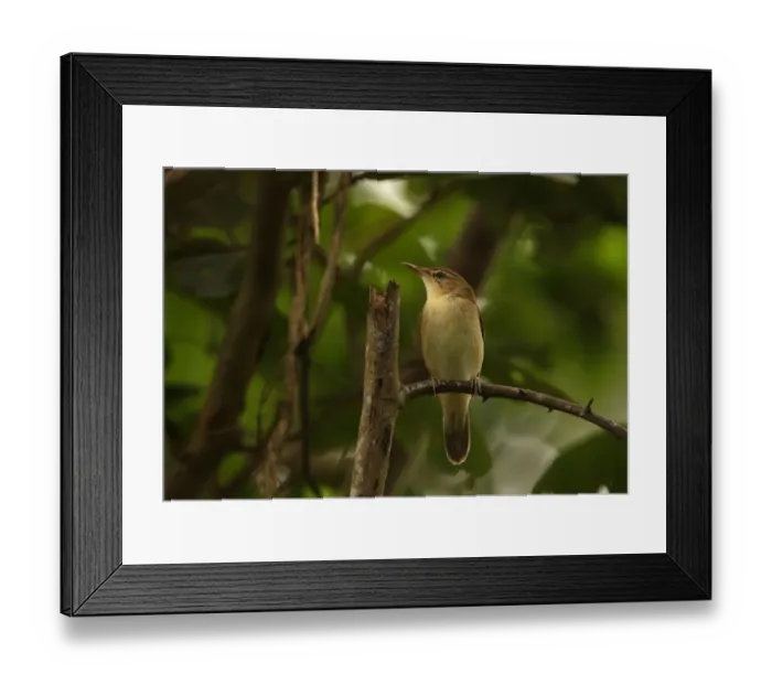Framed Print : Blyth's Reed-warbler (Acrocephalus dumetorum) adult, perched on twig, Sri Lanka, december Framed Print : Blyth's Reed-warbler (Acrocephalus dumetorum) adult, perched on twig, Sri Lanka, december