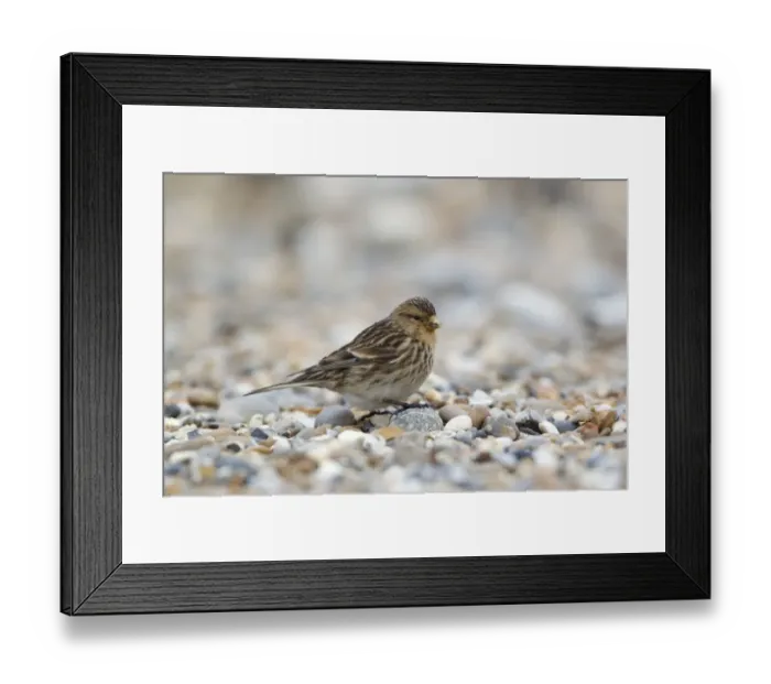 Framed Print : Twite (Acanthis flavirostris) adult, feeding on shingle beach, Suffolk, England, march Framed Print : Twite (Acanthis flavirostris) adult, feeding on shingle beach, Suffolk, England, march