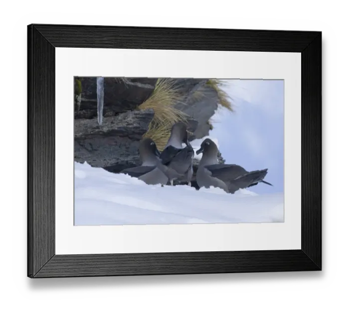 Framed Print : Light-mantled Sooty Albatross (Diomedea palpebrata) adult female with two males, courting on snow covered nest ledge, Gold Harbour, South Georgia, november