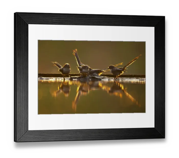 Framed Print : Long-tailed Tit (Aegithalos caudatus) four juveniles, standing at edge of forest pool, backlit with reflections at dusk, Hungary Framed Print : Long-tailed Tit (Aegithalos caudatus) four juveniles, standing at edge of forest pool, backlit with reflections at dusk, Hungary