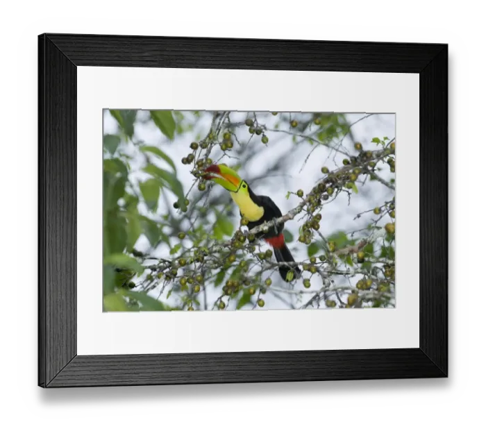Framed Print : Keel-billed Toucan (Ramphastos sulfuratus) adult, feeding on fruit in tree, Tikal N. P. Peten, Guatemala Framed Print : Keel-billed Toucan (Ramphastos sulfuratus) adult, feeding on fruit in tree, Tikal N. P. Peten, Guatemala
