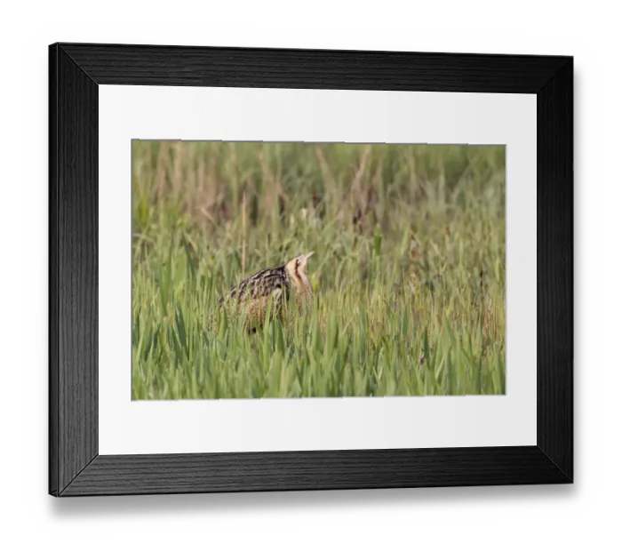 Framed Print : Great Bittern (Botaurus stellaris) adult, booming, standing in reedbed, Minsmere RSPB Reserve, Suffolk, England, april Framed Print : Great Bittern (Botaurus stellaris) adult, booming, standing in reedbed, Minsmere RSPB Reserve, Suffolk, England, april
