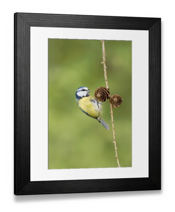 Framed Print : Blue Tit (Parus caeruleus) adult, foraging on European Larch (Larix decidua) cones, Suffolk, England, september Framed Print : Blue Tit (Parus caeruleus) adult, foraging on European Larch (Larix decidua) cones, Suffolk, England, september