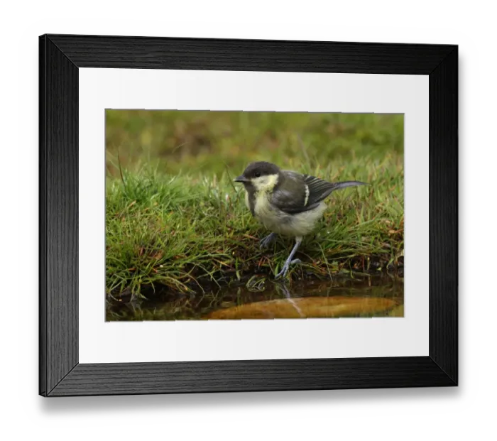 Framed Print : Great Tit (Parus major) juvenile, drinking at edge of pond, Norfolk, England, july Framed Print : Great Tit (Parus major) juvenile, drinking at edge of pond, Norfolk, England, july