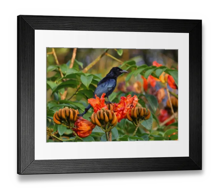 Framed Print : Hair-crested Drongo (Dicrurus hottentottus hottentottus) adult, with throat dusted with pollen, perched in flowering tree, Kaeng Krachan N. P. Thailand, november