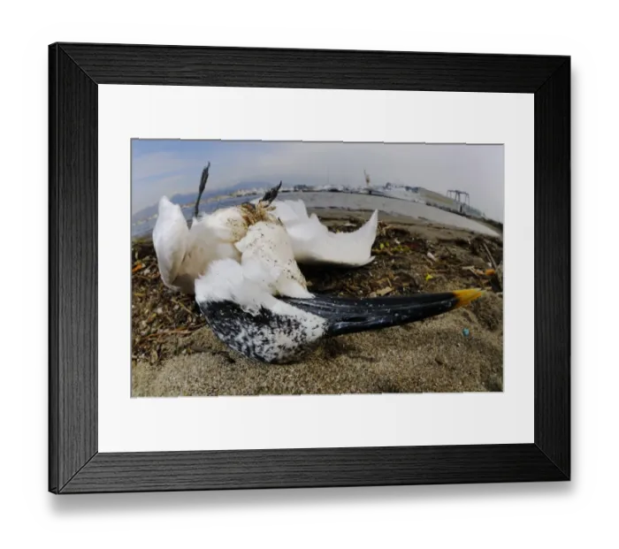 Framed Print : Sandwich Tern (Sterna sandvicensis) dead adult, washed up on shore near harbour, Italy, january