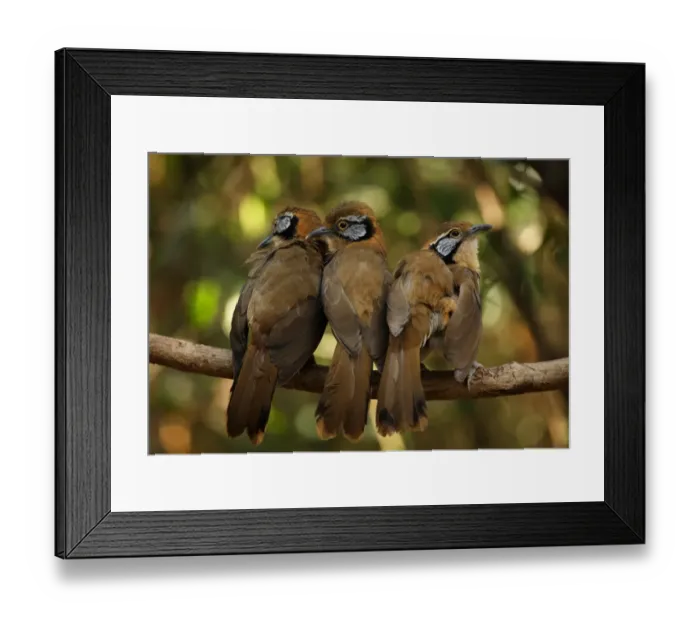 Framed Print : Greater Necklaced Laughingthrush (Garrulax pectoralis subfusus) three adults, perched together on branch, Kaeng Krachan N. P. Thailand, january Framed Print : Greater Necklaced Laughingthrush (Garrulax pectoralis subfusus) three adults, perched together on branch, Kaeng Krachan N. P. Thailand, january