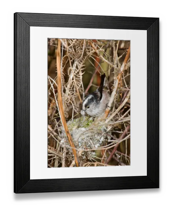 Framed Print : Long-tailed Tit (Aegithalos caudatus) adult, with spider webs nesting material in beak, building unfinished nest, Suffolk, England, march Framed Print : Long-tailed Tit (Aegithalos caudatus) adult, with spider webs nesting material in beak, building unfinished nest, Suffolk, England, march