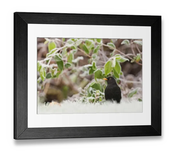 Framed Print : European Blackbird (Turdus merula) adult male, standing on frost covered garden lawn at dawn, Kent, England, december Framed Print : European Blackbird (Turdus merula) adult male, standing on frost covered garden lawn at dawn, Kent, England, december