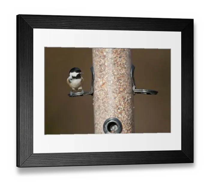 Framed Print : Coal Tit (Parus ater) adult, feeding on seeds at hanging birdfeeder, Norfolk, England, december Framed Print : Coal Tit (Parus ater) adult, feeding on seeds at hanging birdfeeder, Norfolk, England, december