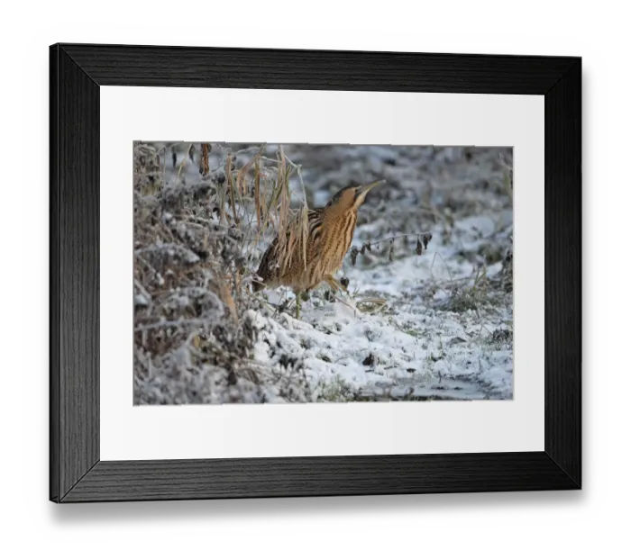 Framed Print : Great Bittern (Botaurus stellaris) adult, standing in snow, Norwich, Norfolk, England, december Framed Print : Great Bittern (Botaurus stellaris) adult, standing in snow, Norwich, Norfolk, England, december