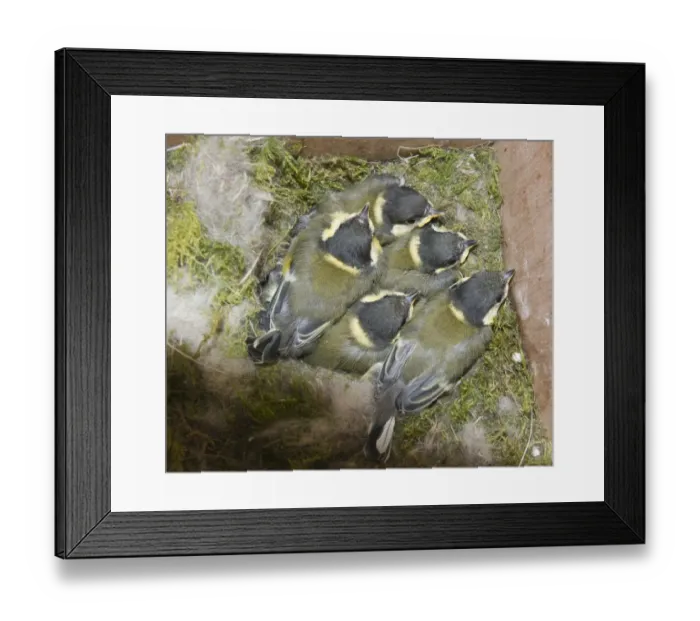 Framed Print : Great Tit (Parus major) chicks, brood close to fledging, at nest in nestbox, Norfolk, England, june