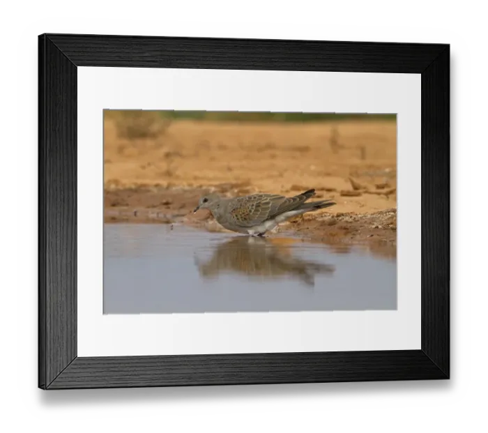 Framed Print : Eurasian Turtle-dove (Streptopelia turtur) juvenile, drinking at pool, Aragon, Spain, july