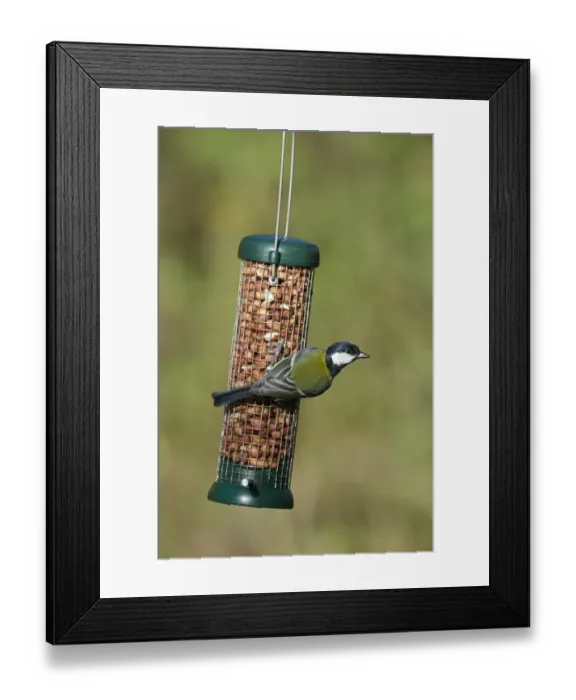 Framed Print : Great Tit (Parus major) adult, feeding on hanging peanut feeder in garden, Norfolk, England, november Framed Print : Great Tit (Parus major) adult, feeding on hanging peanut feeder in garden, Norfolk, England, november