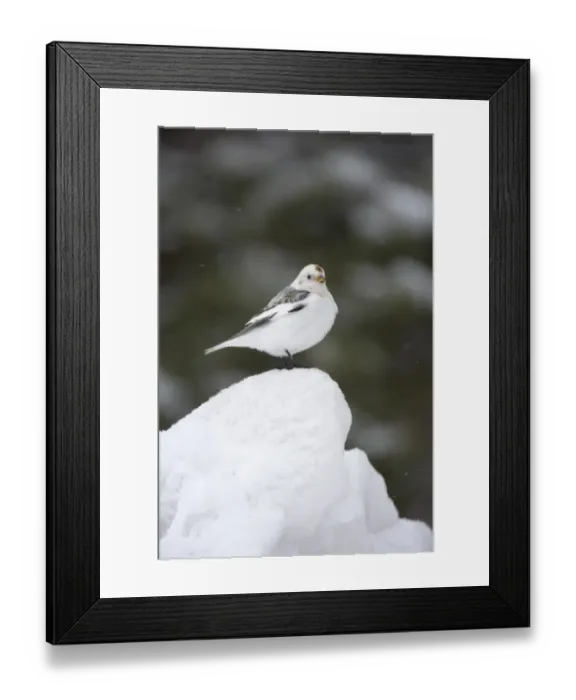 Framed Print : Snow Bunting (Plectrophenax nivalis) adult male, foraging on snow, Lapland, Finland
