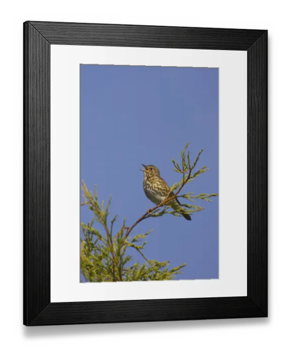 Framed Print : Song Thrush (Turdus philomelos) adult, singing, perched on Leyland Cypress (Cupressus x leylandii) in garden, Essex, England Framed Print : Song Thrush (Turdus philomelos) adult, singing, perched on Leyland Cypress (Cupressus x leylandii) in garden, Essex, England