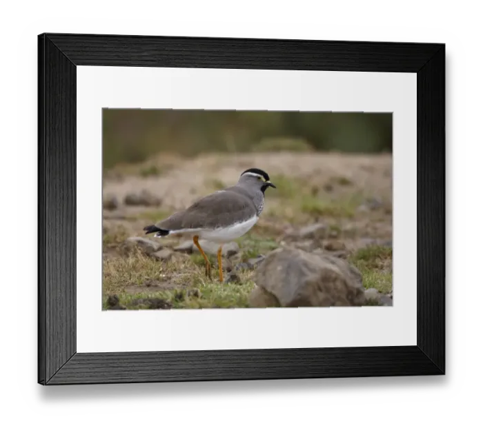 Framed Print : Spot-breasted Lapwing (Vanellus melanocephalus) adult, walking on afro-alpine moorland, Bale Mountains, Oromia, Ethiopia Framed Print : Spot-breasted Lapwing (Vanellus melanocephalus) adult, walking on afro-alpine moorland, Bale Mountains, Oromia, Ethiopia