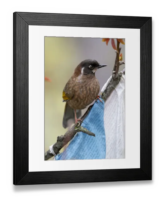 Framed Print : Black-faced Laughingthrush (Garrulax affinis) adult, perched on branch with Tibetan prayer flags, Yunnan, China, april Framed Print : Black-faced Laughingthrush (Garrulax affinis) adult, perched on branch with Tibetan prayer flags, Yunnan, China, april