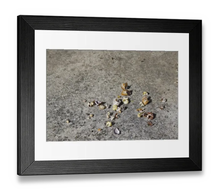Framed Print : Song Thrush (Turdus philomelos) anvil with remains of snail shells, on concrete patio in garden, Suffolk, England, july