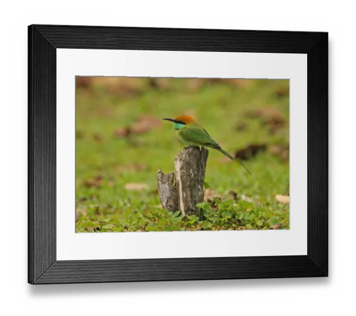 Framed Print : Little Green Bee-eater (Merops orientalis ceylonicus) endemic race, adult, perched on stump, Sri Lanka, december
