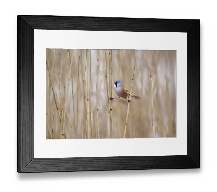Framed Print : Bearded Tit (Panurus biarmicus) adult male, perched on reed stems in reedbed, Minsmere RSPB Reserve, Suffolk, England, april Framed Print : Bearded Tit (Panurus biarmicus) adult male, perched on reed stems in reedbed, Minsmere RSPB Reserve, Suffolk, England, april