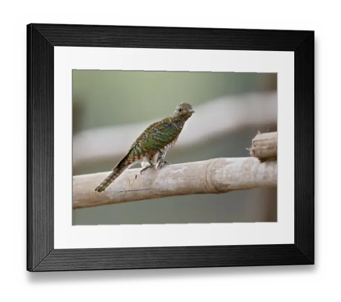 Framed Print : Klaas's Cuckoo (Chrysococcyx klaas) immature, perched on railing, Niokolo-Koba, Senegal, january Framed Print : Klaas's Cuckoo (Chrysococcyx klaas) immature, perched on railing, Niokolo-Koba, Senegal, january