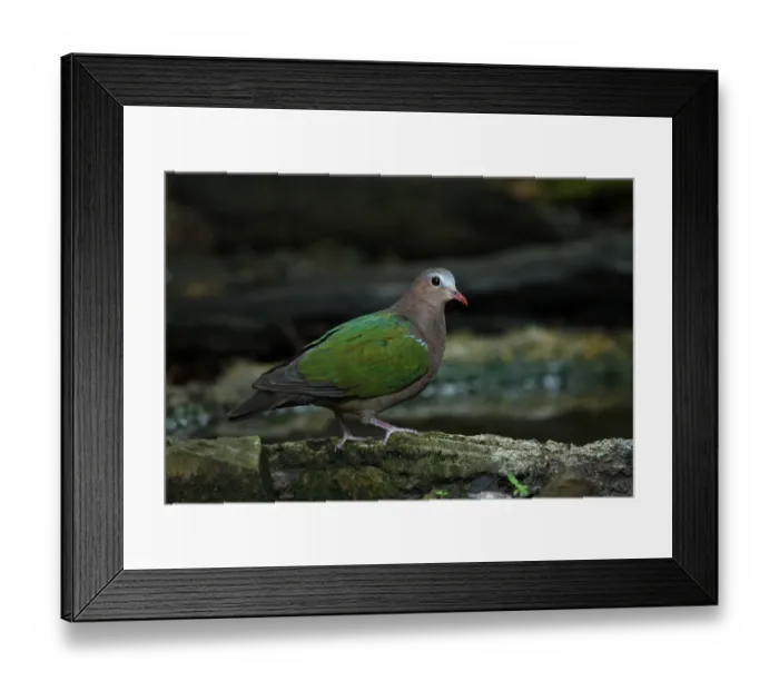 Framed Print : Emerald Dove (Chalcophaps indica indica) adult male, standing at forest pool, Kaeng Krachan N. P. Thailand, november