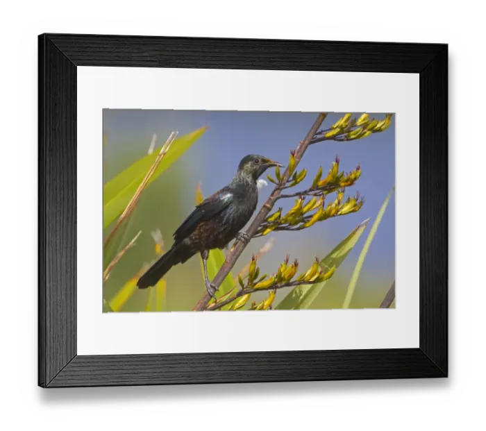 Framed Print : Tui (Prosthemadera novaeseelandiae) adult, with pollen on beak and head, perched on stem, New Zealand, november Framed Print : Tui (Prosthemadera novaeseelandiae) adult, with pollen on beak and head, perched on stem, New Zealand, november
