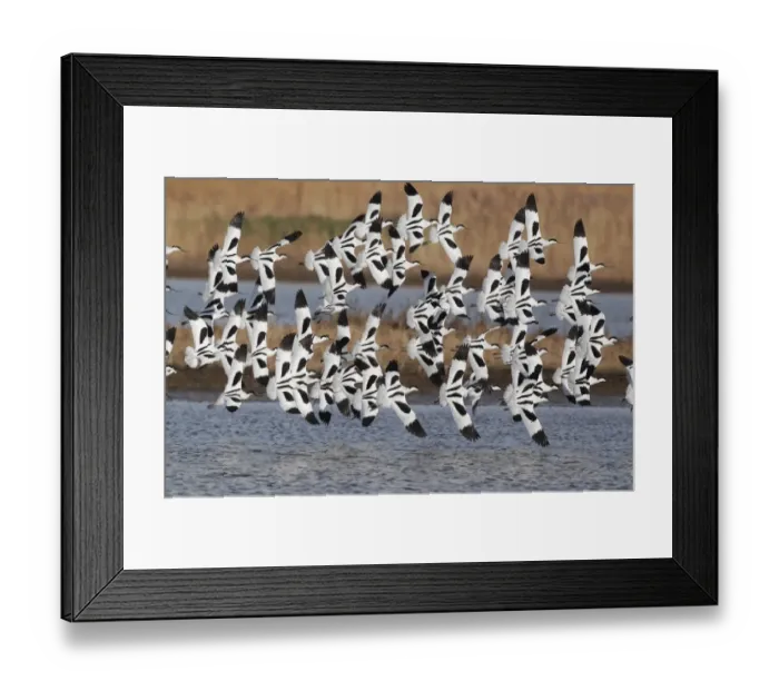 Framed Print : Eurasian Avocet (Recurvirostra avocetta) flock, in flight over marshland, Cley, Norfolk, England, march Framed Print : Eurasian Avocet (Recurvirostra avocetta) flock, in flight over marshland, Cley, Norfolk, England, march