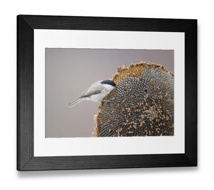 Framed Print : Marsh Tit (Parus palustris) adult, feeding on Sunflower (Helianthus annuus) seeds, perched on seedhead, Bulgaria, january
