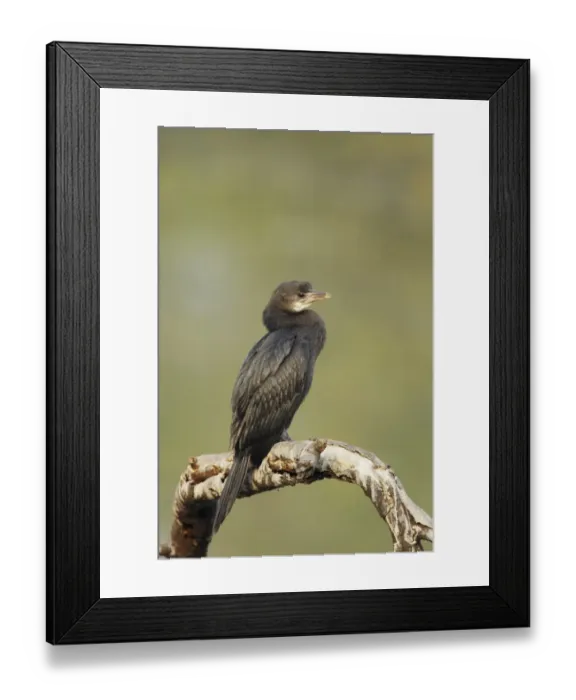 Framed Print : Little Cormorant (Phalacrocorax niger) adult, winter plumage, standing on branch, Keoladeo Ghana N. P. (Bharatpur), Rajasthan, India