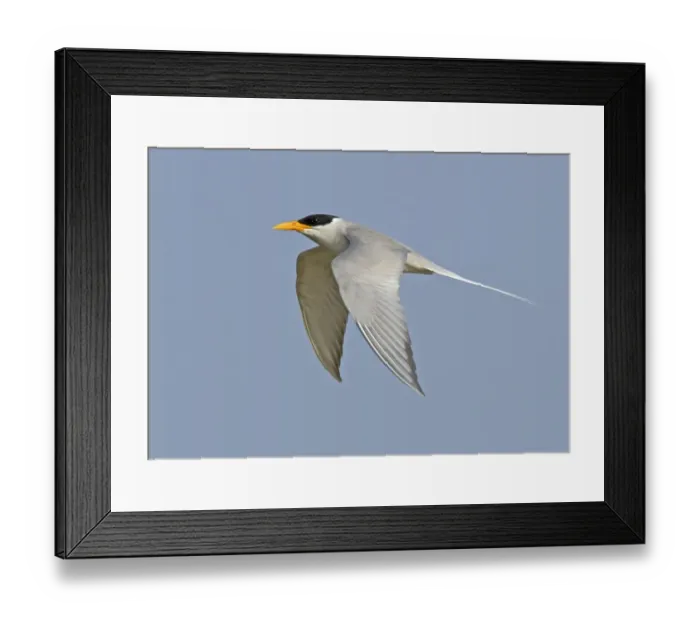 Framed Print : River Tern (Sterna aurantia) adult, in flight, Chambal River, Rajasthan, India, january