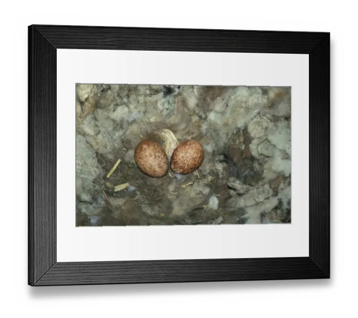 Framed Print : Egyptian Vulture (Neophron percnopterus Two eggs / Spain) Framed Print : Egyptian Vulture (Neophron percnopterus Two eggs / Spain)