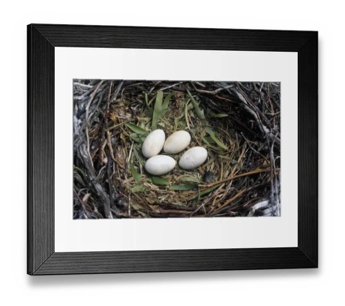 Framed Print : Great Cormorant (Phalacrocorax carbo) Nest with four eggs