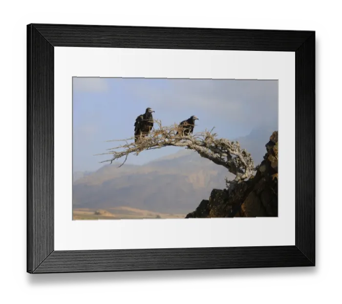 Framed Print : Egyptian Vulture (Neophron percnopterus) two juveniles, perched on tree in desert habitat, Socotra, Yemen, march