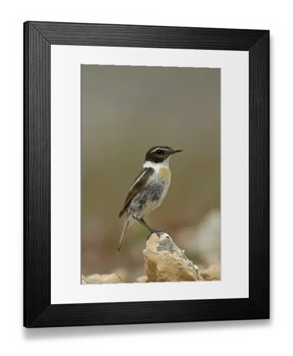 Framed Print : Canary Islands Chat (Saxicola dacotiae) adult male, perched on rock, Fuerteventura, Canary Islands, march Framed Print : Canary Islands Chat (Saxicola dacotiae) adult male, perched on rock, Fuerteventura, Canary Islands, march