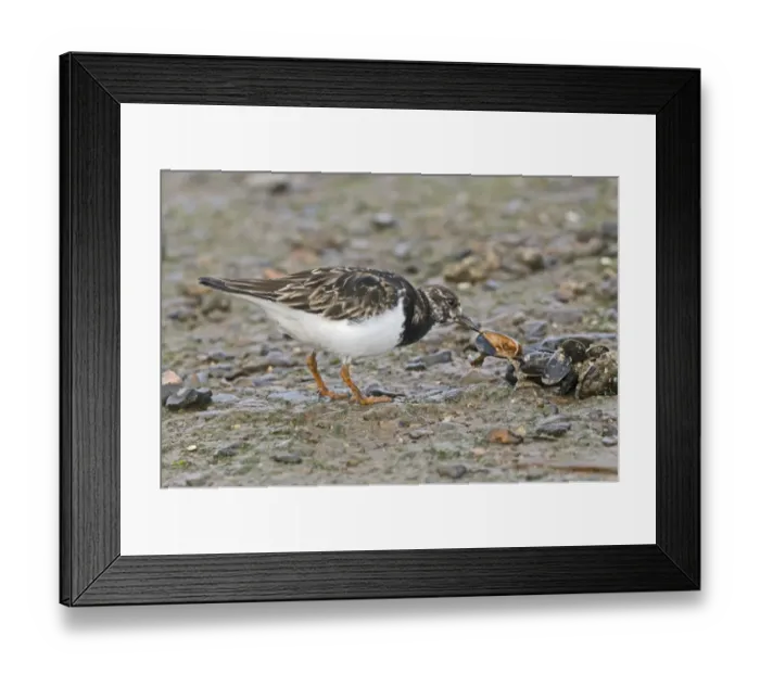 Framed Print : Ruddy Turnstone (Arenaria interpres) adult, winter plumage, feeding on mussels, England