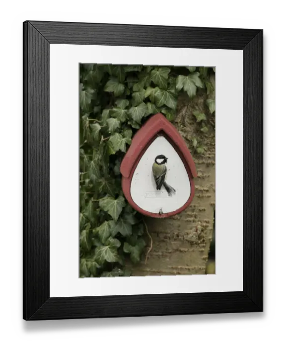 Framed Print : Great Tit (Parus major) adult male, at nestbox attached to tree trunk in garden, Norfolk, England, march Framed Print : Great Tit (Parus major) adult male, at nestbox attached to tree trunk in garden, Norfolk, England, march