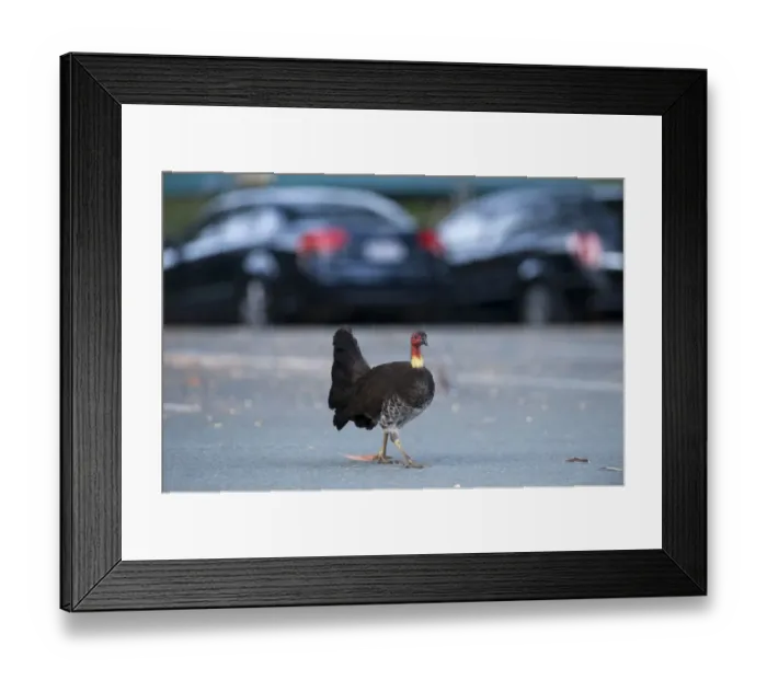 Framed Print : Australian Brush-turkey (Alectura lathami) adult, walking in carpark, Noosa, Queensland, Australia