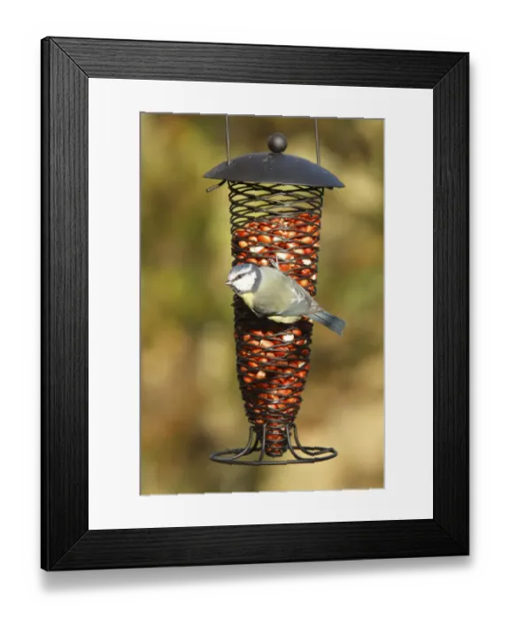 Framed Print : Blue Tit (Parus caeruleus) adult, feeding on peanuts at hanging feeder, Powys, Wales, november