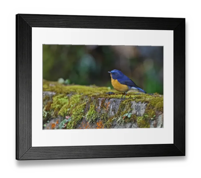 Framed Print : Rufous-breasted Bush-robin (Tarsiger hyperythrus) adult male, standing on mossy wall, Mayodia, Arunachal Pradesh, India, february Framed Print : Rufous-breasted Bush-robin (Tarsiger hyperythrus) adult male, standing on mossy wall, Mayodia, Arunachal Pradesh, India, february