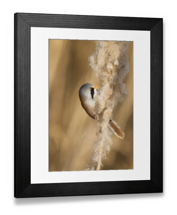 Framed Print : Bearded Tit (Panurus biarmicus) adult male, feeding on Reedmace (Typha sp. ) seeds in reedbed, Rainham Marshes RSPB Reserve, Thames Estuary, Essex, England, january Framed Print : Bearded Tit (Panurus biarmicus) adult male, feeding on Reedmace (Typha sp. ) seeds in reedbed, Rainham Marshes RSPB Reserve, Thames Estuary, Essex, England, january