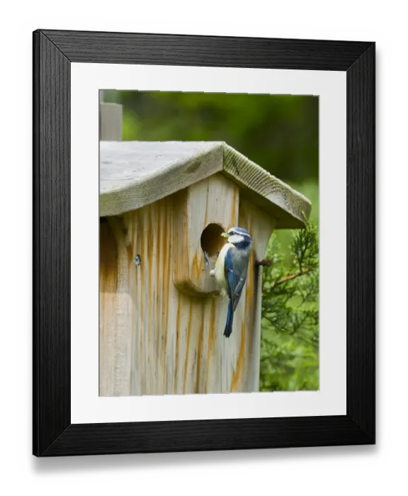 Framed Print : Blue Tit (Parus caeruleus) adult, with food in beak, at nestbox in garden, Kent, England, summer Framed Print : Blue Tit (Parus caeruleus) adult, with food in beak, at nestbox in garden, Kent, England, summer