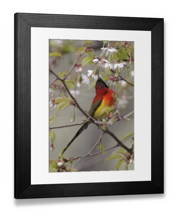 Framed Print : Gould's Sunbird (Aethopyga gouldiae) adult male, feeding on nectar in flowering tree, Yunnan, China, april Framed Print : Gould's Sunbird (Aethopyga gouldiae) adult male, feeding on nectar in flowering tree, Yunnan, China, april