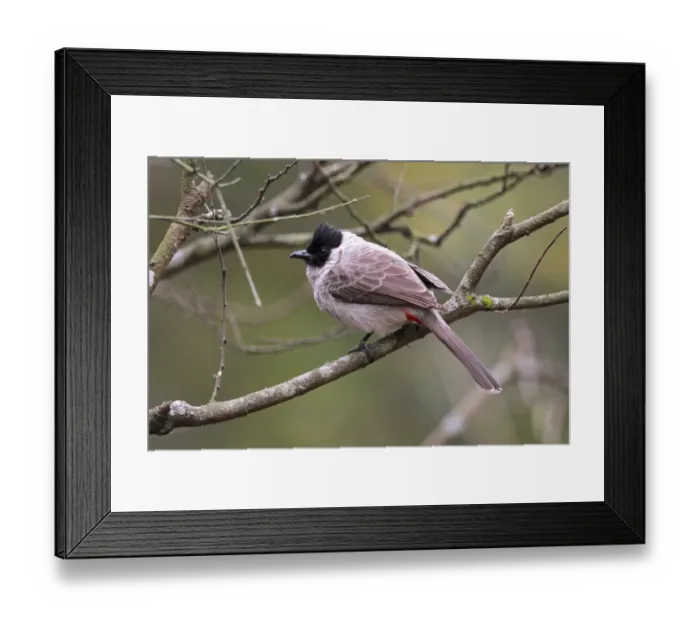 Framed Print : Sooty-headed Bulbul (Pycnonotus aurigaster) adult, perched on branch, Hong Kong, China, march