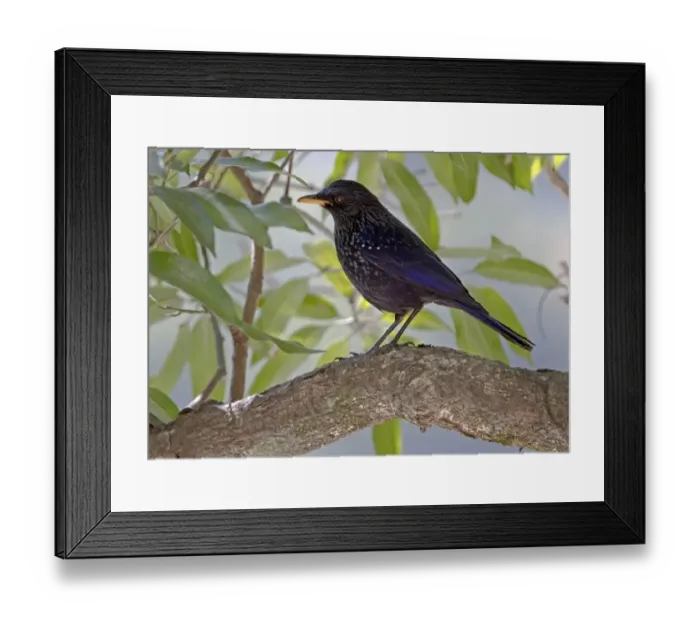 Framed Print : Blue Whistling-thrush (Myiophonus caeruleus) adult, perched on branch, Northern India, january Framed Print : Blue Whistling-thrush (Myiophonus caeruleus) adult, perched on branch, Northern India, january