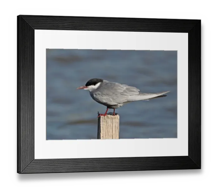 Framed Print : Whiskered Tern (Chlidonias hybridus) adult, summer plumage, standing on post beside water, Lesvos, Greece, april Framed Print : Whiskered Tern (Chlidonias hybridus) adult, summer plumage, standing on post beside water, Lesvos, Greece, april